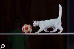 Белла и мяч