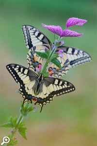 Фотовыставка «Дикая природа России»