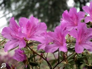 Вечерние прогулки по субтропическим оранжереям Ботанического сада «Цветение Азалий»