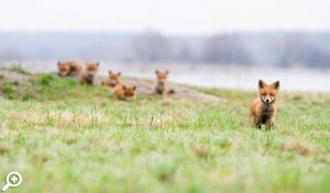 Фотовыставка Золотая Черепаха'7