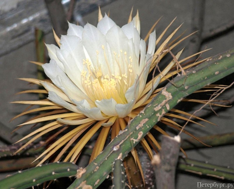 Летний сад: что посмотреть в Ботаническом саду летом