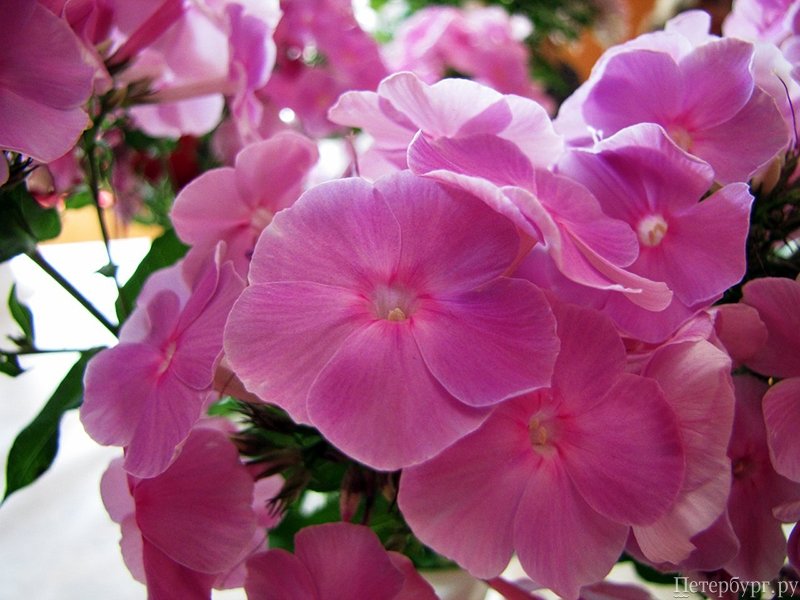 Летний сад: что посмотреть в Ботаническом саду летом