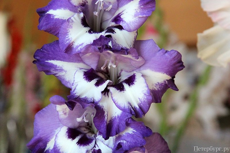 Летний сад: что посмотреть в Ботаническом саду летом