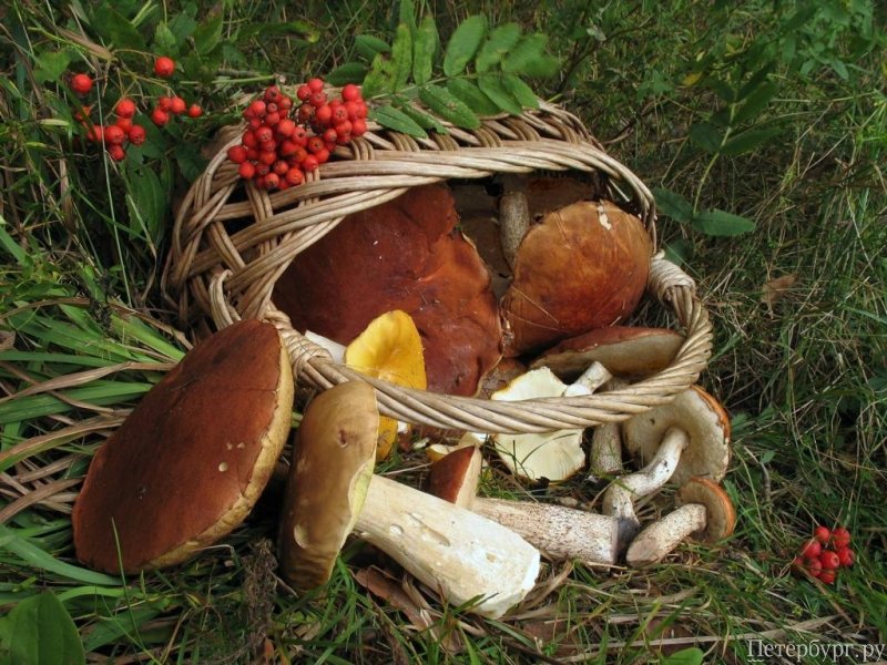 Бархатный сезон: список осенних выставок в Ботаническом саду