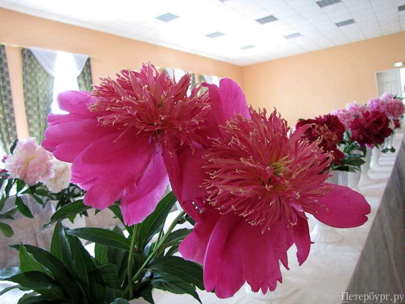 Летний сад: что посмотреть в Ботаническом саду летом