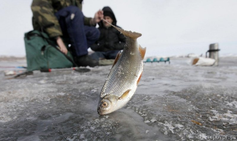 Питерский клуб рыбаков - новости с водоемов