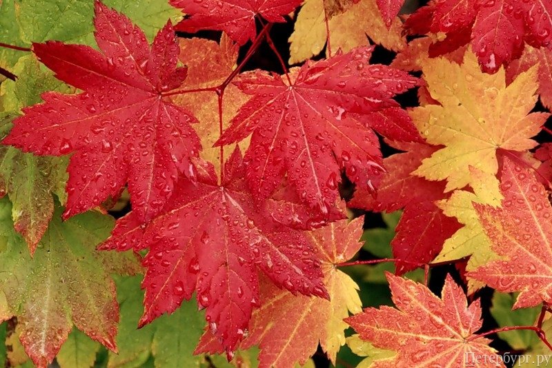 Бархатный сезон: список осенних выставок в Ботаническом саду