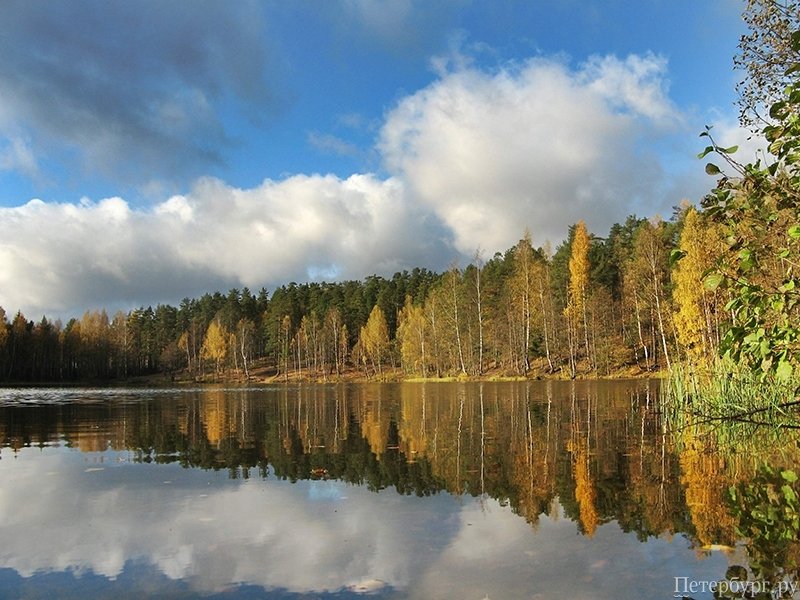 Шашлыкомания: все, что вы хотели знать о приготовлении шашлыка в Петербурге, но не знали у кого спросить